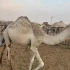 حاشي وبكره قصب