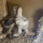 براهما صيصان