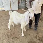تيوس فحول رباع وجذع