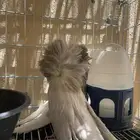 جاكوبين