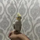 كروان السعي على ذمة المشتري