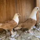 حمام لبناني
