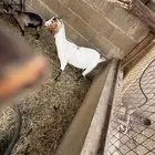 عنز قزمه