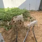 بيع غمر مع رخله