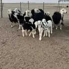 نجد خمس معهن 8
