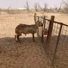 ساكني خروف عمره 8 شهور مشروع فحل طيب