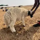 خروف طيب للبيع