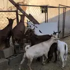 تيوس نظيفه مشروطه من كل عذروب