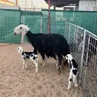 نجديه متوم خروف ورخل