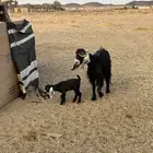 خلفه عنز للبيع