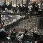 دجاج للبيع