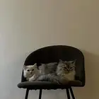 قطط للبيع