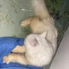 قطة لتبني مجانا
