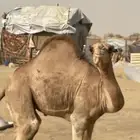 قعدان