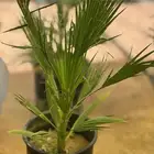 نخل واشنطونيا