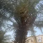 نخل للبيع