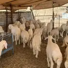 بهم حري تم البيع