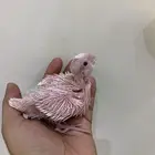فرخ كروان البينو