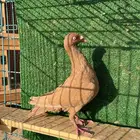 ذكر دنش اصفر