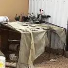 دجاج فيومي المنيوم بياض