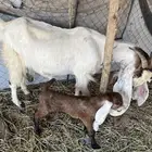 للبيع عنز. والد