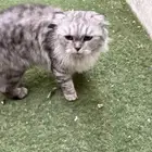 قط قطه ضائعه الجبيل الحويلات اللولو