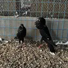 جوز نفاخ قلم وايت بار