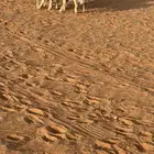 طليان رفيد
