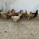 دجاج تركي