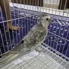 عصفور للبيع كروان هولندي