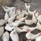 دجاج ابيض