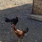 دجاج سندي للبيع