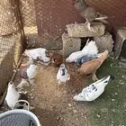 حمام لبيع العدد18