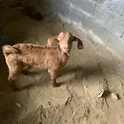 معزا ولد وقرايب