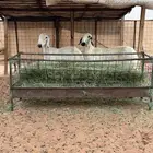 غنم جروم طيبه