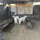 بهم
