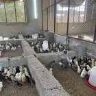 صيصان بلدي