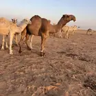 للبيع بعير اشعل قشعاني