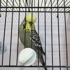 ذكر بادجي انجليزي يلو فيس ( تم البيع )