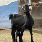 عنز دغسا كفو
