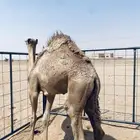 للبيع 3 قعدان