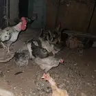 دجاج بلدي بياض