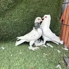 زوج صنعاني