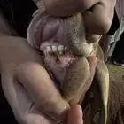 طليان سواكن حمري جبر شحم جذعان ضحايا