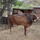 حسيل بلدي شرط