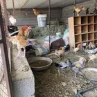 دجاج بلدي للبيع
