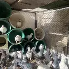 حمام بلدي شرط