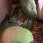 زوج دره للبيع او البدل