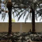جثيث نخل شيشي صقعي برحي صفري برحي وغيرها