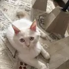 قطوة لتبني